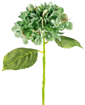 De Kunst Hortensia Deluxe 33 cm donkergroen heeft een enkele langstelige groene hortensia met twee grote bladeren en een volle ronde tros bloemblaadjes, tegen een effen witte achtergrond.