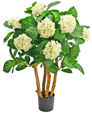 Den Kunstige Hortensia UV 85 cm hvid er en kunstig plante i en potte med kraftige brune stængler, store grønne blade og klaser af hvide hortensia-lignende blomster øverst.