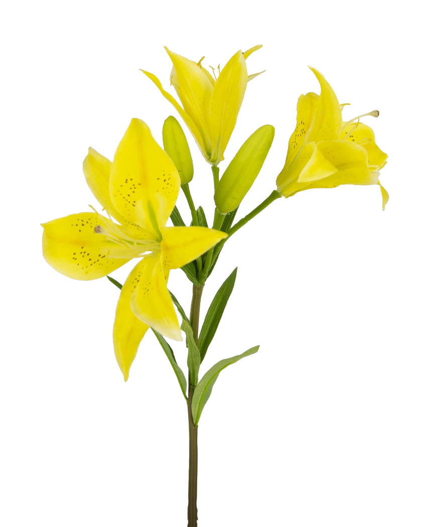 Den asiatiske kunstige blomsterlilje 66 cm gul har en stilk med flere blomstrende gule liljer og uåbnede knopper, spidse kronblade med mørke pletter i midten og grønne blade, alt sammen mod en hvid baggrund.