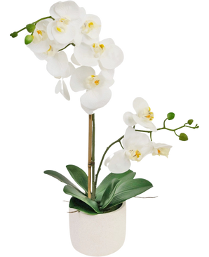 De Kunst Orchidee Real Touch 60 cm wit heeft delicate witte bloemen, groene knoppen en brede groene bladeren, ondersteund door een dunne staak in een kleine witte pot.