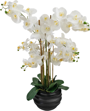 De Kunst Orchidee Real Touch 85 cm wit heeft grote witte orchideeënbloemen met een geel hart en glanzend groene bladeren, prachtig gerangschikt in een zwarte pot van keramiek.