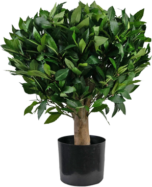 Artificial Laurel UV d65 cm-planten er et lille kunstigt træ med en tyk stamme og tætte, blanke grønne blade i en sort plastikpotte mod en almindelig hvid baggrund.
