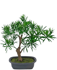 Kunstig plante Bonsai Podocarpus 30 cm