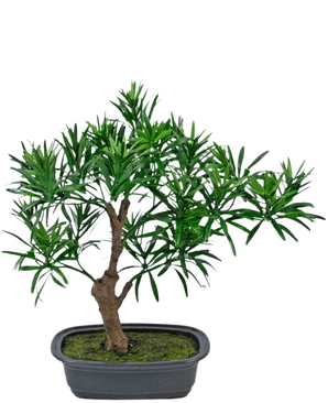 De Kunstplant Bonsai Podocarpus 30 cm heeft een kleine bonsai in pot met een dikke bruine stam en dichte, smalle groene bladeren in een rechthoekige grijze pot gevuld met mosgrond.