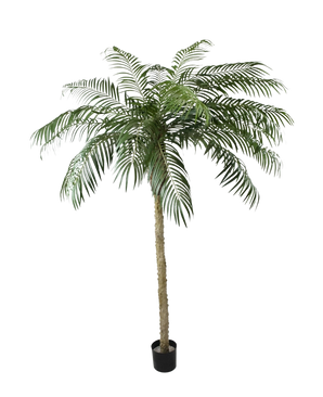 Artificial Palm Phoenix De Luxe 250 cm har en struktureret stamme og lange, buede grønne blade i en lille sort potte, mod en almindelig hvid baggrund.