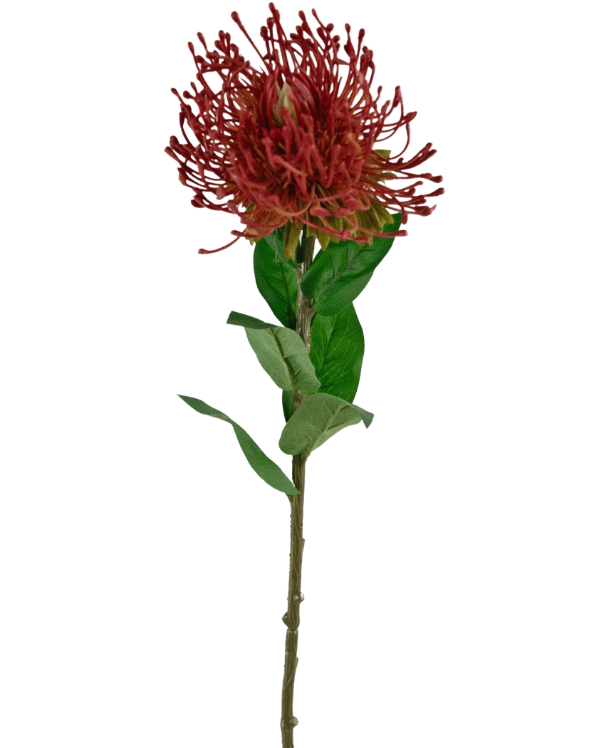 Artificial Flower Protea 73 cm rød har en enkelt rød nålepudeprotea med spidse kronblade og grønne blade på en lang, tynd stilk, mod en hvid baggrund.