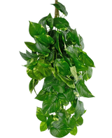 The Artificial Hanging Plant Golden Vine Deluxe 80 cm har levende grønne, hjerteformede blade, der falder ned for at danne et frodigt billede mod en almindelig hvid baggrund.