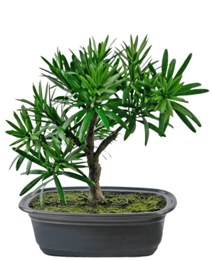 Den kunstige plante Bonsai Podocarpus 20 cm har tætte grønne blade og en slank stamme i en lavvandet oval sort potte med mosjord, mod en hvid baggrund.