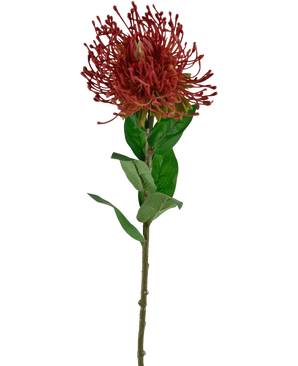 Artificial Flower Protea 73 cm rød har en enkelt rød nålepudeprotea med spidse kronblade og grønne blade på en lang, tynd stilk, mod en hvid baggrund.