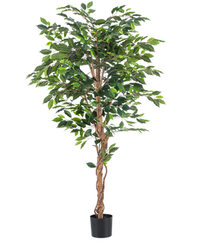 Den kunstige plante Ficus Green 180 cm har frodige grønne blade og en snoet brun stilk i en enkel sort potte, mod en hvid baggrund - ideel til at kombinere med stilfulde dekorative potter.