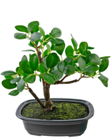 Den kunstige plante Bonsai Ficus 20 cm har tykke, ovale grønne blade og placeres i en lavvandet sort potte med mosjord, mod en almindelig hvid baggrund.