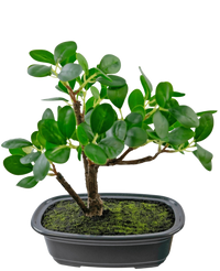 Kunstig plante Bonsai Ficus 20 cm