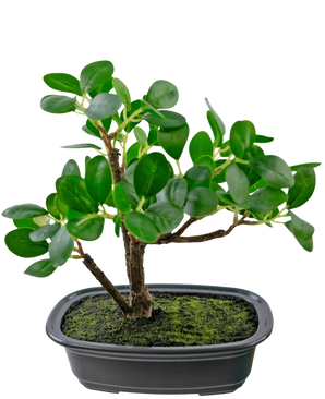 Den kunstige plante Bonsai Ficus 20 cm har tykke, ovale grønne blade og placeres i en lavvandet sort potte med mosjord, mod en almindelig hvid baggrund.