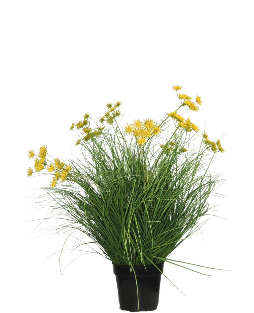 Kunstgræsplanten Asteraceae 70 cm brandhæmmende har lange, tynde grønne blade og klaser af små gule blomster i en sort krukke, som er en kunstgræsplante, der laver vedligeholdelse på en almindelig hvid baggrund.