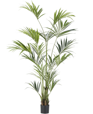 De Kunstplant Kentia Palm 240 cm is een hoge kamerpotplant met lange, slanke groene bladeren op meerdere stelen in een kleine zwarte pot, afgebeeld tegen een effen witte achtergrond.
