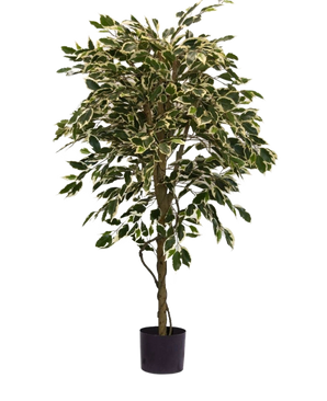 De Kunstplant Ficus Bont 150 cm heeft bonte groene en witte bladeren en een gedraaide stam, in een eenvoudige zwarte pot tegen een effen witte achtergrond.